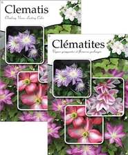 Clematis/Clématites 24