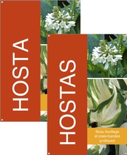 Hosta/Hostas 24