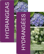 Hydrangea/Hydrangées 24