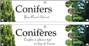 Conifers/Conifères 48