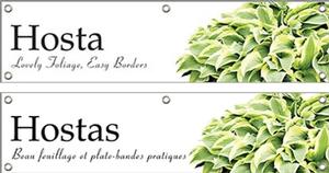 Hosta/Hostas 48