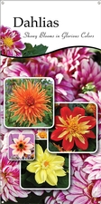 Dahlias 18