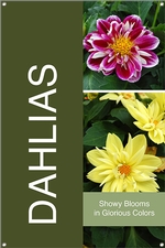 Dahlias 24