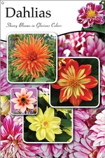 Dahlias 24