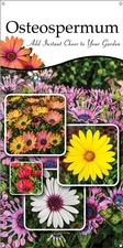 Osteospermum 18