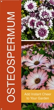 Osteospermum 18