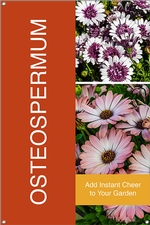 Osteospermum 24