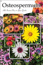 Osteospermum 24