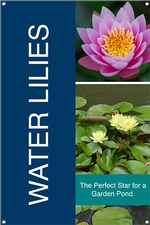 Water Lilies 24