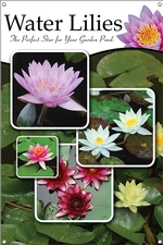 Water Lilies 24