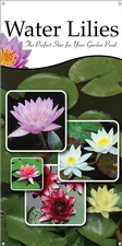 Water Lilies 18