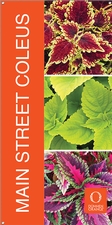 Main Street Coleus 18