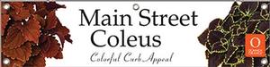 Main Street Coleus 47