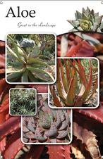 Aloe 24x36 - Traditional