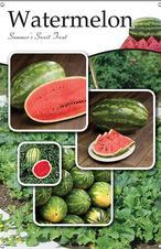 Watermelon 24