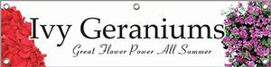 Ivy Geraniums 47