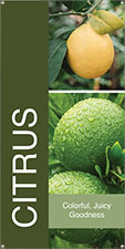 Citrus 18