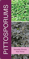 Pittosporums 18