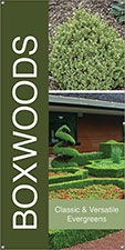 Boxwoods 18x36 - Bold