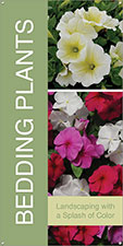 Bedding Plants 18