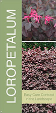 Loropetalum 18