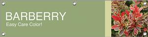 Barberry 47