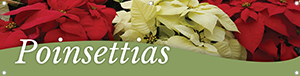 Poinsettias 47