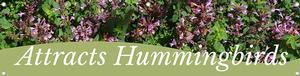 Attracts Hummingbirds 47