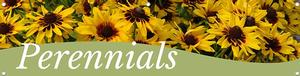 Perennials 47