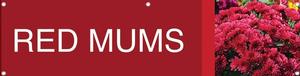 Red Mums 47