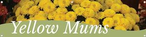 Mums - Yellow 47