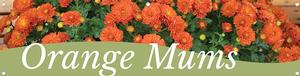 Orange Mums 47