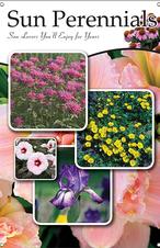 Sun Perennials 24x36 - Traditional