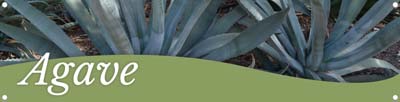 Agave 47x12 - Swoop