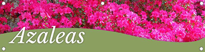 Azaleas 47x12 - Swoop