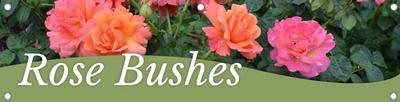 Rose Bushes 47