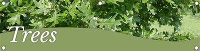 Trees 47