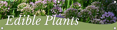 Edible Plants 47