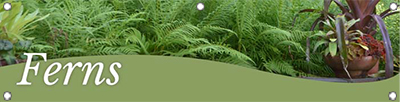 Ferns 47x12 - Swoop