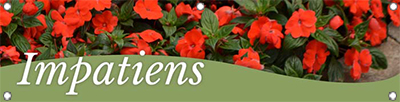 Impatiens 47x12 - Swoop