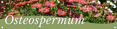 Osteospurmum 47