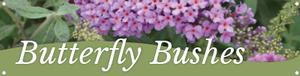Butterfly Bushes 47x12 - Swoop
