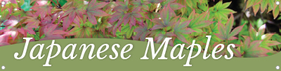 Japanese Maples 47