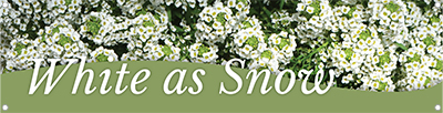 White as Snow 47