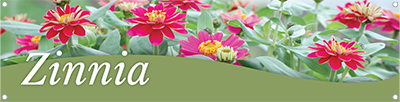 Zinnia 47