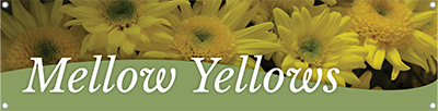 Mellow Yellows 47