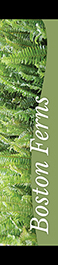 Boston Ferns 12