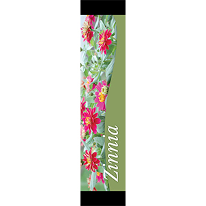 Zinnia 12