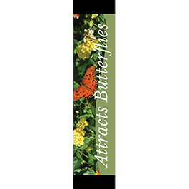 Attracts Butterflies 12x55 - Swoop