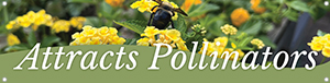 Attracts Pollinators 47x12 - Swoop